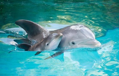 В Трускавце ГСЧС спасали дельфинов и морских котиков от холода