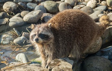 В казахстанском зоопарке из-за прорыва трубы отопления погибли более 50 животных