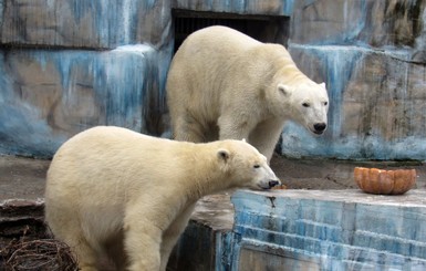 В Николаевском зоопарке родился белый медвежонок размером с шиншиллу