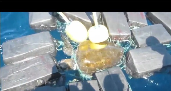 В Тихом океане спасли черепаху, запутавшуюся в 800 кг кокаина