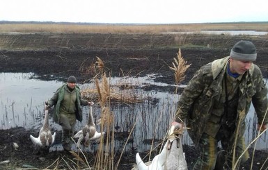 На Днепропетровщине для богатых клиентов расстреляли четырех краснокнижных лебедей