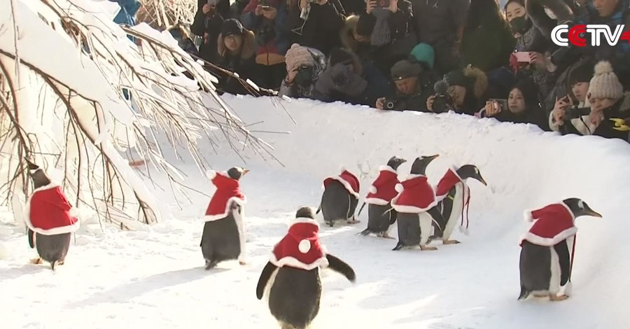 В китайском зоопарке пингвинов переодели в новогодние костюмы