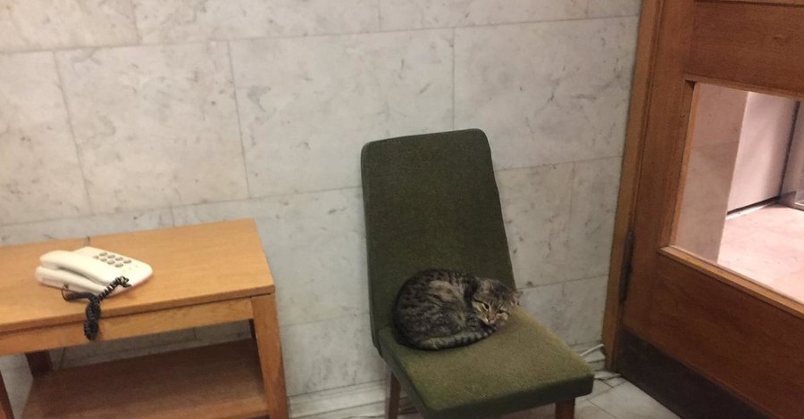 В МИДе на должность посла назначили котика