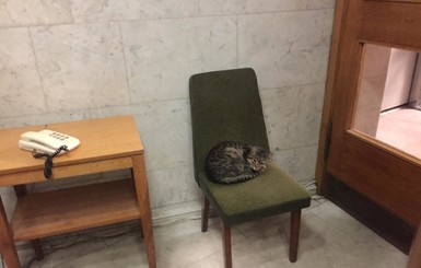 В МИДе на должность посла назначили котика