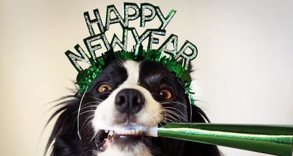 Поздравления с Новым годом тете Год Собаки