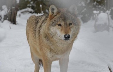 На Черниговщине дикая волчица напала на село, пострадали три человека