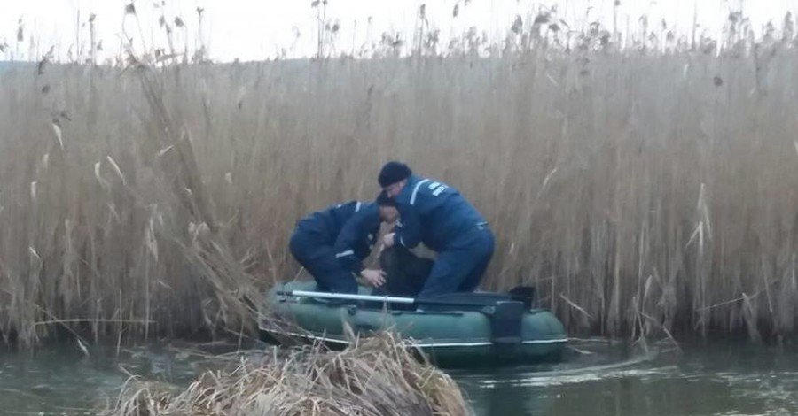 На Волыни собака спасла мужчину, с прошлого года пропавшего на болотах