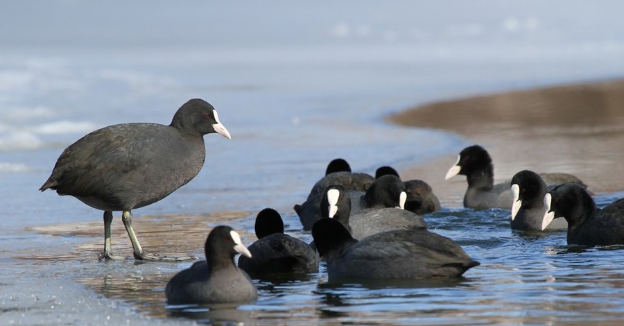 В Херсонской области расследуют гибель пяти тысяч птиц