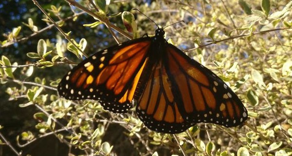 В Техасе девушка-дизайнер пересадила бабочке крыло