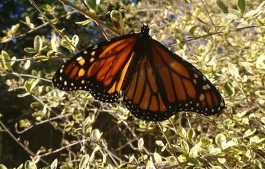 В Техасе девушка-дизайнер пересадила бабочке крыло