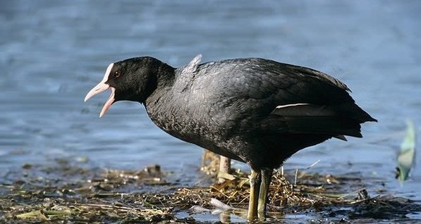 Массовый мор диких птиц на Херсонщине: орнитологи говорят о катастрофе