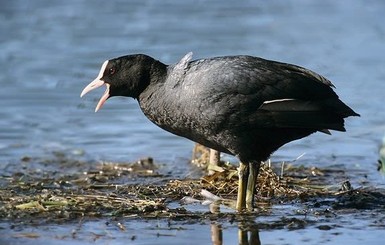 Массовый мор диких птиц на Херсонщине: орнитологи говорят о катастрофе