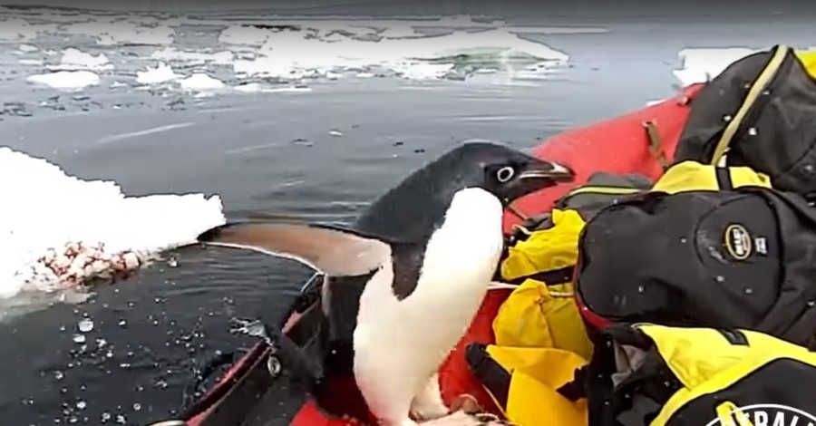 Ученый снял пингвина, который прыгнул к нему в лодку из воды