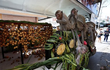 Голодные макаки атаковали жителей Таиланда