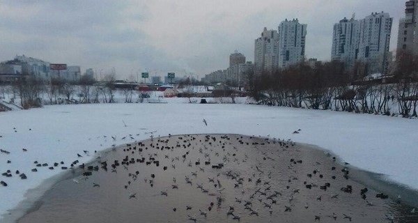 В киевском озере рыба погибает от удушья