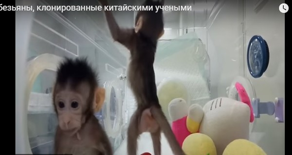 В Китае ученые успешно клонировали обезьян 