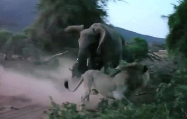В кенийском заповеднике сняли нападение льва на слона