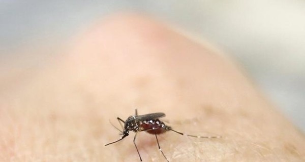 В Турции обнаружили комаров с Зикой
