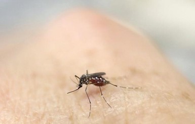 В Турции обнаружили комаров с Зикой
