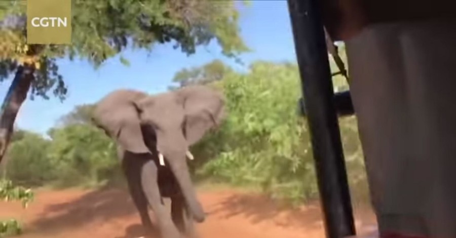 Африканский слон набросился на автомобиль с туристами