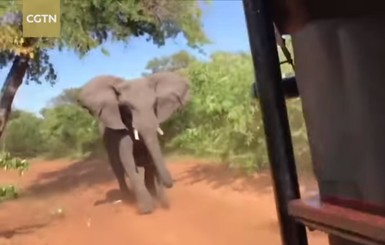 Африканский слон набросился на автомобиль с туристами