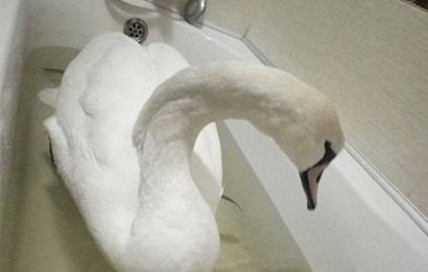 На Волыни школьник поселил замерзшего лебедя в ванной