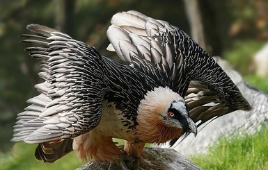 Самую большую птицу Европы вернули в Альпы