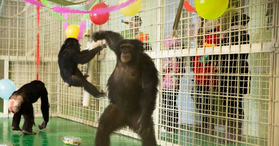 В Харькове обезьяны отметили новоселье танцами и воздушными шарами