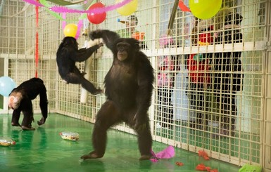 В Харькове обезьяны отметили новоселье танцами и воздушными шарами
