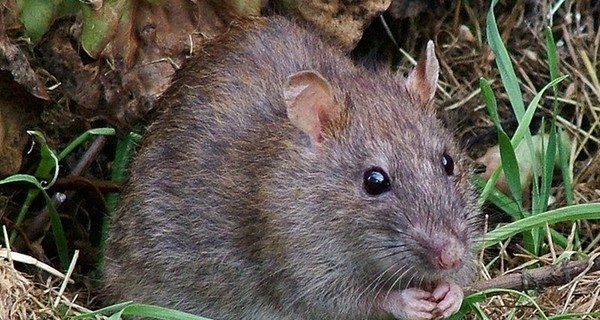 Ученые: крысы умеют заключать сделки  по принципу 