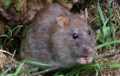 Ученые: крысы умеют заключать сделки  по принципу 