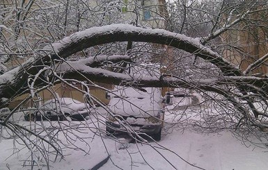 Снегопадом во Львове повалило около ста деревьев, повреждены машины
