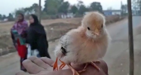 В Индии родился цыпленок с четырьмя лапами