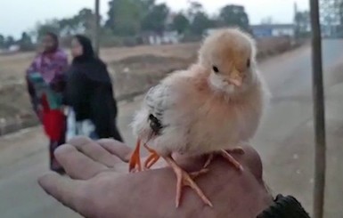 В Индии родился цыпленок с четырьмя лапами