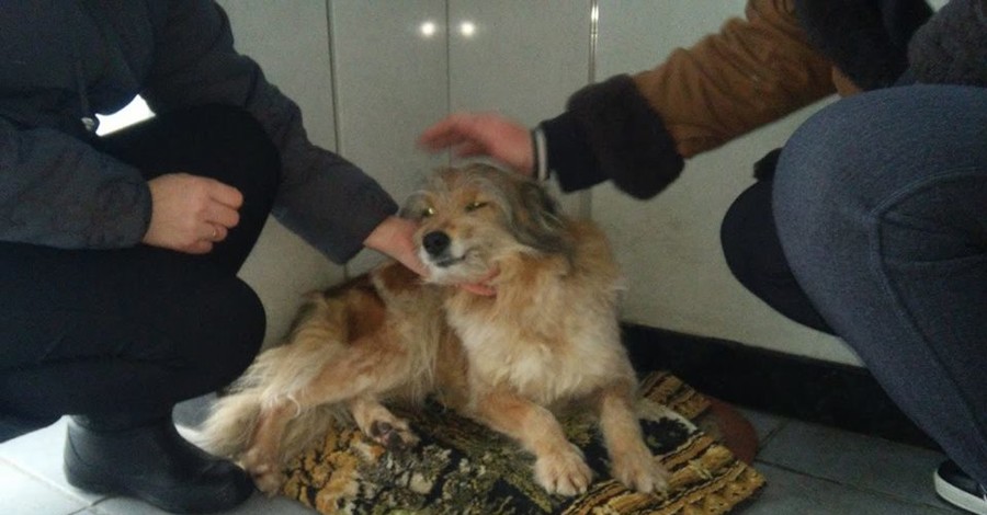 На харьковском авиазаводе собака ждет хозяина – бойца АТО уже 4 года
