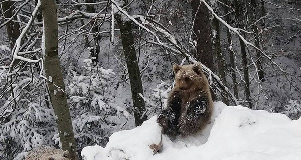 Среди елей и метелей спят медведи до апреля