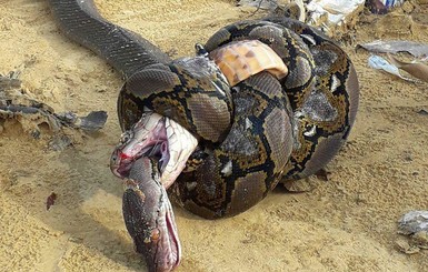 Сетчатый питон и королевская кобра убили друг друга в схватке