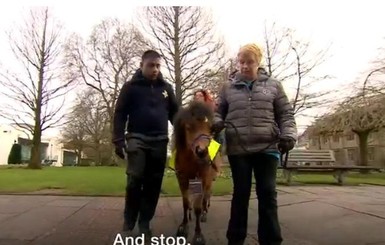 В Великобритании незрячий журналист завел лошадь-поводыря