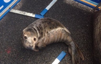 Маленький ползущий тюлень парализовал движение на дороге в Шотландии