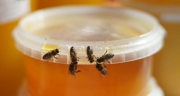 Посол: украинских пчел отправят в Канаду 
