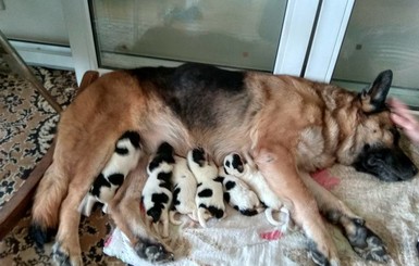 В Чернигове бездетная овчарка начала кормить 6 приемных щенков