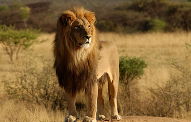 Львы растерзали браконьера в Национальном парке ЮАР