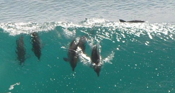 В Мексике на берег выбросились более 50 дельфинов