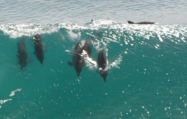 В Мексике на берег выбросились более 50 дельфинов