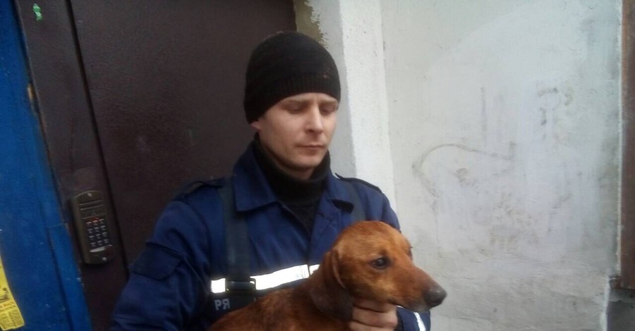 На Днепропетровщине спасатели три часа вытаскивали застрявшую таксу