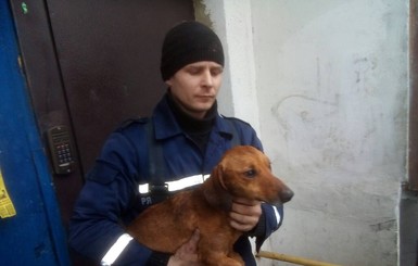 На Днепропетровщине спасатели три часа вытаскивали застрявшую таксу