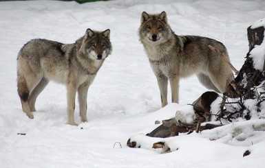 Во Франции решили увеличить популяцию волков, несмотря на протесты фермеров