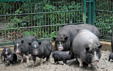 В Николаевской области свиньи съели пенсионера