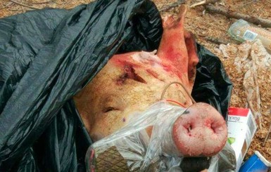 В Запорожье неизвестные оставили на общественной остановке голову свиньи с гранатой  
