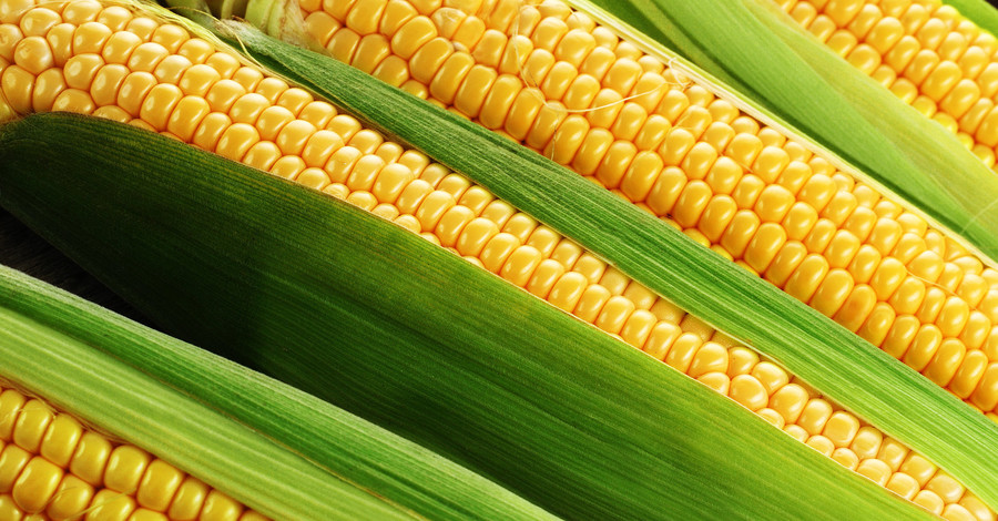 Ученые: ГМО-кукуруза безопаснее обычной